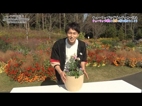 多年生のキンレンカ：なぜ、そしてどのように植え、世話をし、花を咲かせるのですか？  庭園