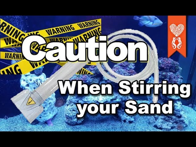 Caution Stirring Up your Sand in your Reef Tank Coralust Reefing Mistake Monday