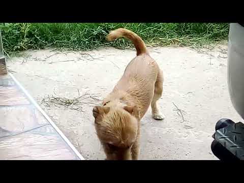 dog attacks owner badly