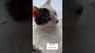 ただ、白玉くんを撫でてるだけ