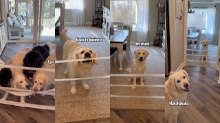 Golden Retriever Outsmarts Human Again