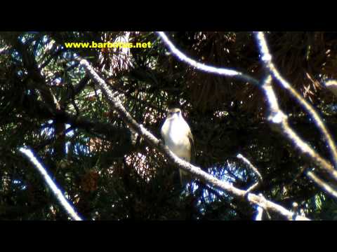 Papamoscas cerrojillo ( Ficedula hypoleuca ) Flycatcher