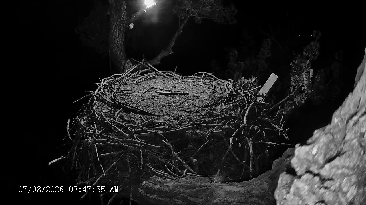 Live webcam view of Fort St. Vrain Eagle Nest (Side View)
