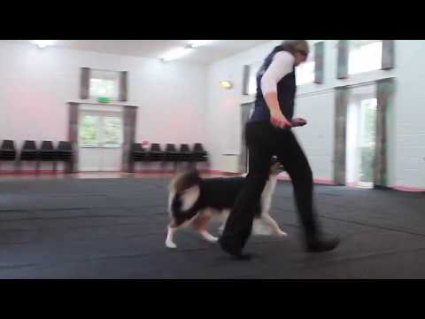 Progress Awards | Level 1 | Division B: Heelwork to Music | Element 7