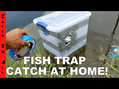 FISH TRAP BIN!: Homemade DIY Fish Trap Catches Fish!