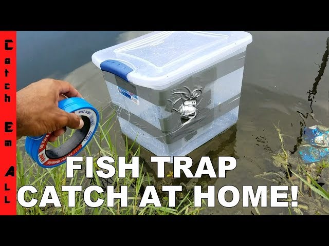 FISH TRAP BIN!: Homemade DIY Fish Trap Catches Fish!