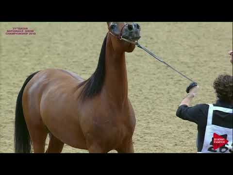 263 AL FARIDA AL SHAQAB - 21st Qatar National 2018