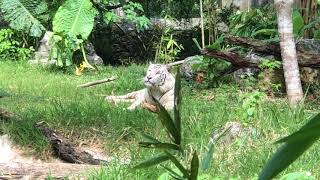 preview picture of video 'Cebu Safari Zoo w/Cousins |vlog #1'