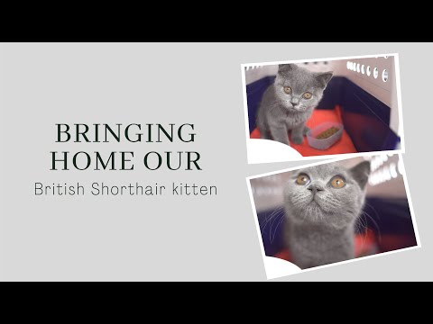 British Shorthair kitten 12 weeks old - Mosby
