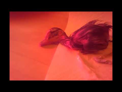 Schlüpftag von Gretchen duck baby hatching day