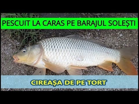Pescuit baraj Solesti VASLUI la crap si caras