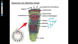 Lewenswetenskappe GR10 : Ondersteuning en vervoerstelsels in plante Les2