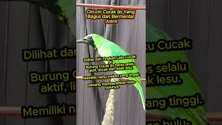 Download lagu Ciri-ciri Cucak Ijo Yang Bagus dan Bermental Juara #cucakijo mp3