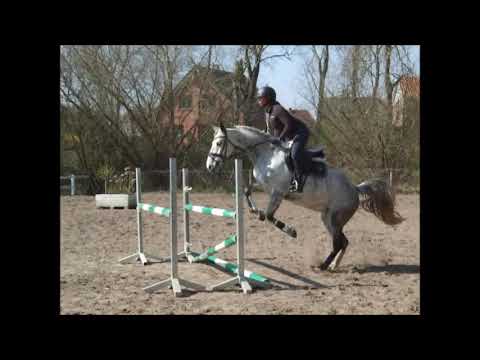 CHARLEY 8j. v. Cellestial - Contender  M gew. VB 15.000,- Euro