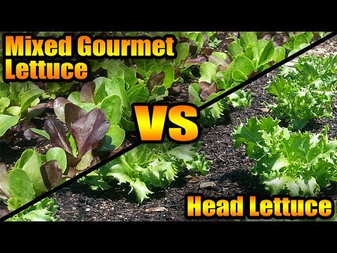 image-What is the tastiest type of lettuce?