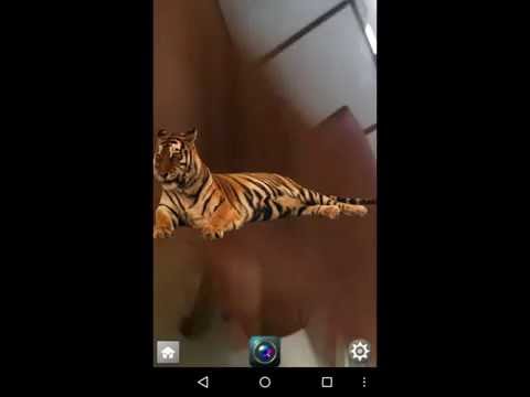 Animals Camera Frames Video