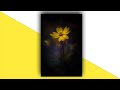Old Is Gold Song WhatsApp Status Old Song Status 80s Hindi Flower