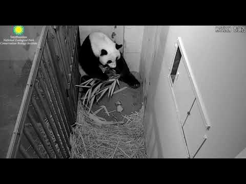 Cub & Mum Watch: Mei's bamboo time interrupted by her baby, 3:29pm (Cubbie Day17) 9/7/20