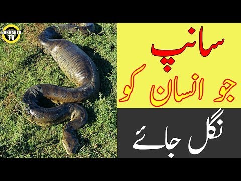 Anaconda the huge snake | Monster snake | Dunya ka sab say bara sanp
