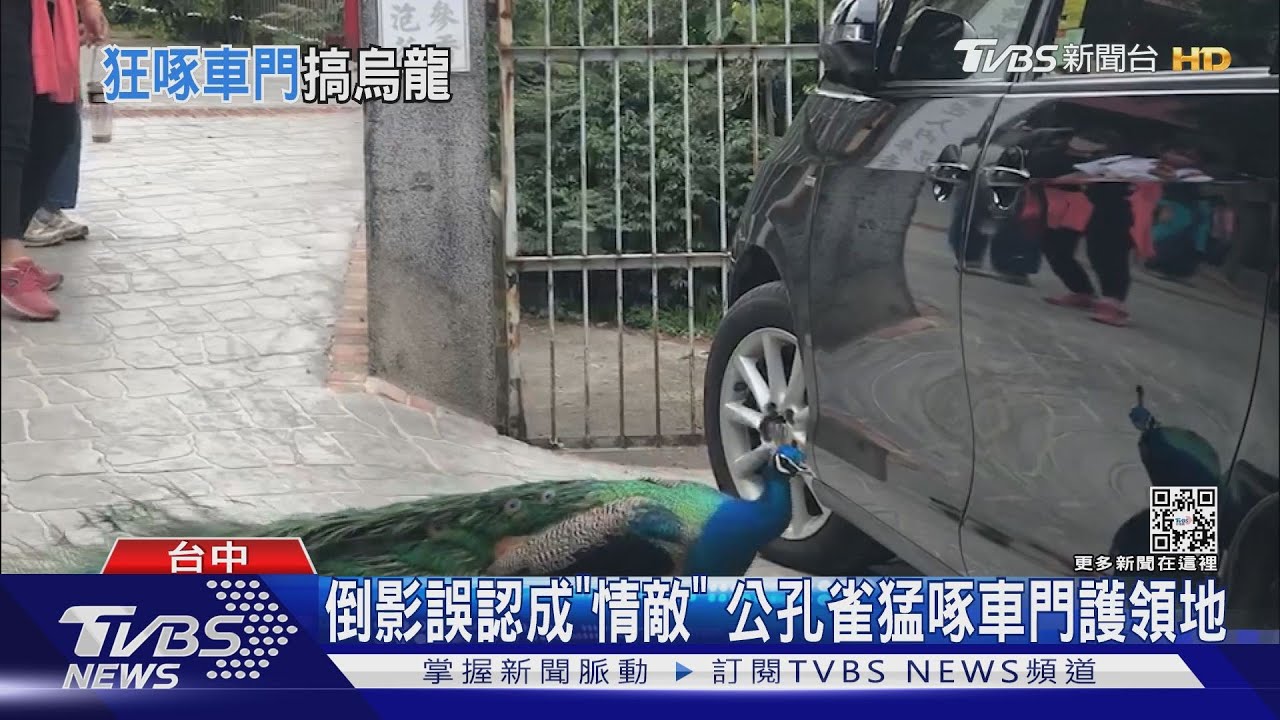 倒影誤認成「情敵」　公孔雀猛啄車門護領地