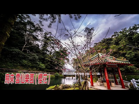 新北烏來 雲仙樂園(櫻花)(JEFF 4K video)- Cherry blossoms Wulai Yun Hsien Taipei Taiwan #jeff0007