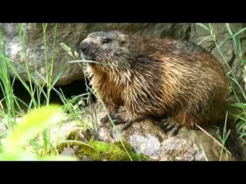 Murmeltier Alpenmarmot Mattbachfall Weistannental