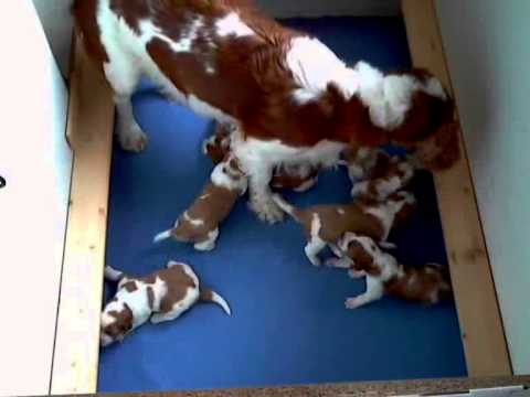 Welsh Springer Spaniel puppies - training - prize - and at last a great "plop"