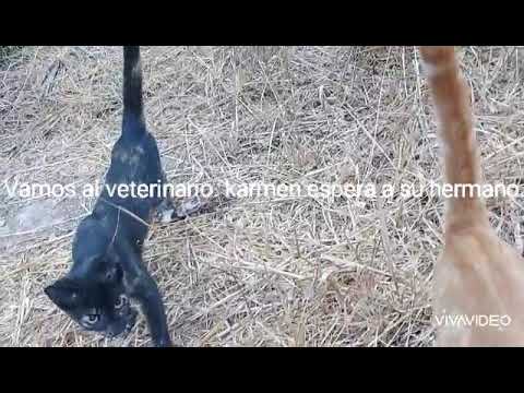 Karma y Karmen, abandonados en una colonia. Karma tenía su patita rota.