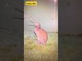 creepiest sound of kiwi bird call #shorts #sound