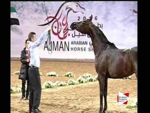 N.125 ZNACZNA - Ajman 2016 - Mares 5 to 8 years old (Class 5)