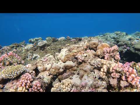 SNORKELING RED SEA RABIGH BEACH HASIF-LUKMAN