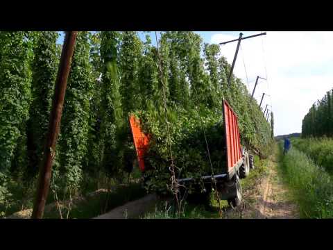 Hallertau Germany - The World's Best Hops | Tea Pursuit