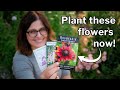 Start Seeds NOW for a BEAUTIFUL SPRING: Cool-Season Hardy Annual Flowers