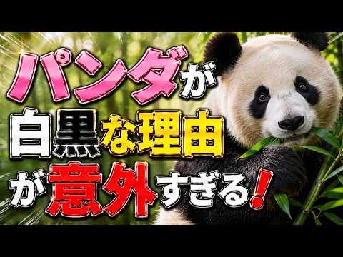ジャイアントパンダの白黒模様｜最新科学が解き明かした驚きの3つの役割