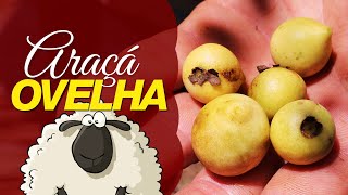 Miniatura do vídeo