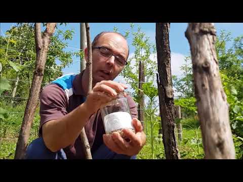 Svet baštovanstva ep. 120 17.07.2020. Presejavanje boranije, presadnja fotinije, duvan cveće