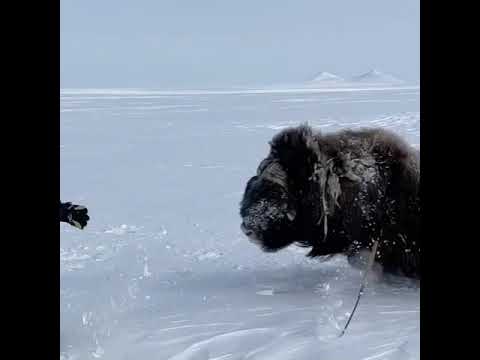 , title : 'Spear hunting muskox'