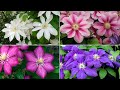 Popular Clematis Varieties To Consider Growing Clematis Varieties With Names