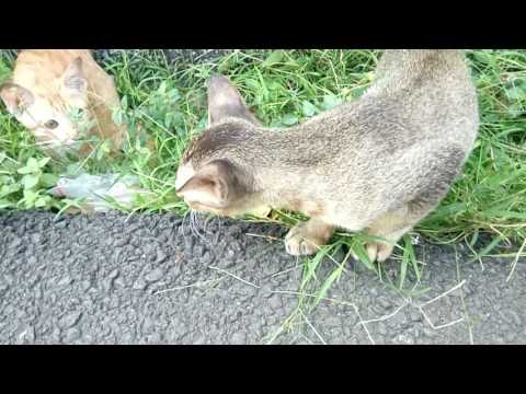 watch this! kitten eating grass [see the reaction]