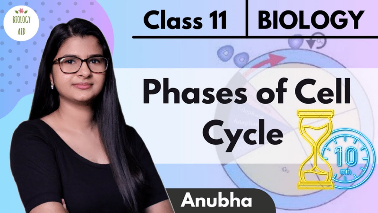 Class 11 || Cell Cycle & It's Phases (Under 10 Mins ! ⏳) || NCERT