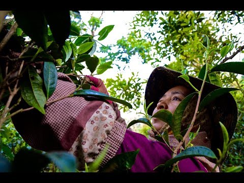 'Tea Explorer' Jeff Fuchs on the tea culture in Yunnan