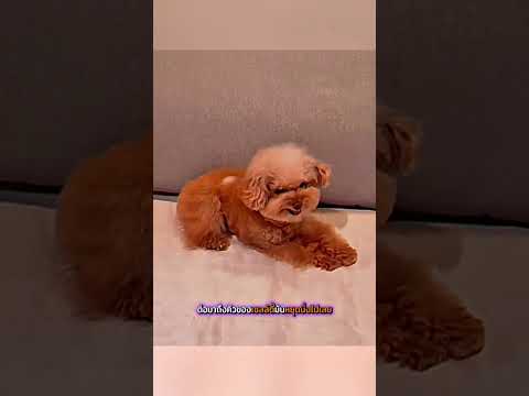 น้อลหมา vs น้ำแข็ง #viralvideo​ #viralshorts​ #trending​ #เล่าเรื่อง​ #ไม่น่าเชื่อ #เรื่องจริง