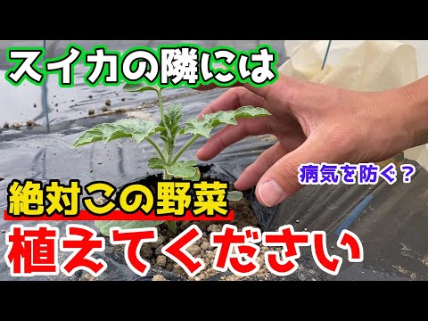 サラダの隣に植えてはいけない野菜は何ですか?良い隣人と悪い隣人についてのポイント  庭園