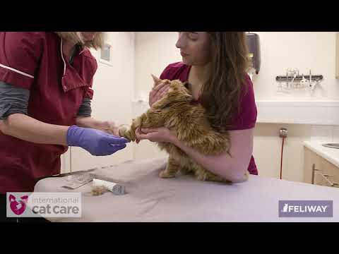 Intravenous catheter placement in a cat