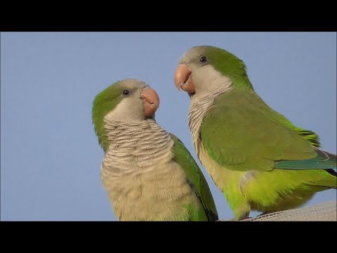 download lagu mp3 mp4 Myiopsitta Monachus, download lagu Myiopsitta Monachus gratis, unduh video klip Myiopsitta Monachus