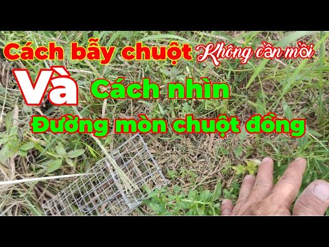 Cách bẫy chuột đồng sau khi cắt lúa... và cách nhìn đường mòn chuột chi tiết nhất... Tèo ngố TV