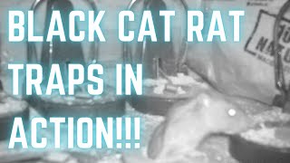 BLACK CAT RAT TRAPS in action! TRY THIS you WILL catch rats! Lucky rat or Stupid rat??? YOU DECIDE!!