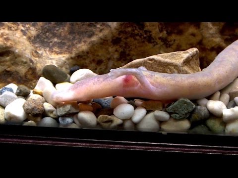 Grottenolm-Eier locken Touristen in slowenische Höhle