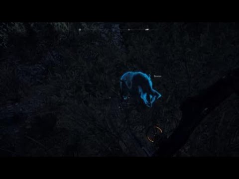 Boomer is a good boy