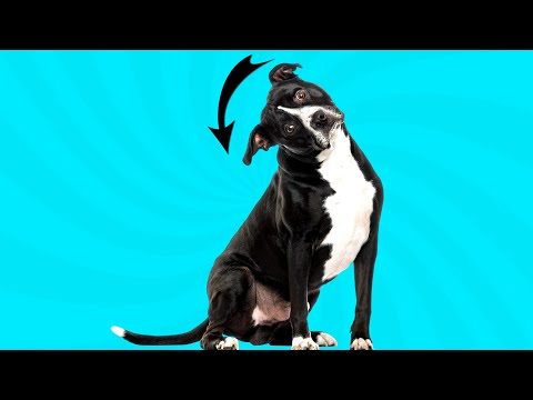 10 Head Tilting Sounds Your Dog Will Love The Most 🐶